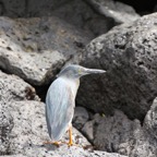 Galapagos 2007_2012112.jpg