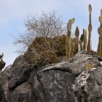 Galapagos 2007_2012113.jpg