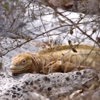 Galapagos 2007_2012114.jpg
