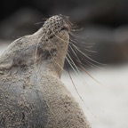 Galapagos 2007_2012120.jpg