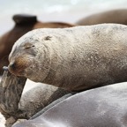 Galapagos 2007_2012122.jpg