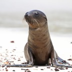 Galapagos 2007_2012123.jpg
