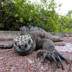Galapagos 2007_2012124.jpg