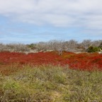 Galapagos 2007_2012126.jpg