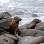 Galapagos 2007_2012128.jpg