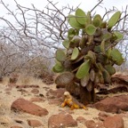 Galapagos 2007_2012133.jpg