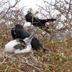Galapagos 2007_2012134.jpg