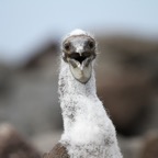 Galapagos 2007_2012135.jpg