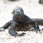 Galapagos 2007_2012136.jpg