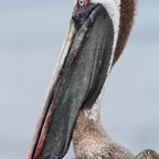 Galapagos 2007_2012137.jpg