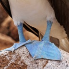 Galapagos 2007_2012139.jpg