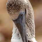Galapagos 2007_2012140.jpg