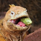 Galapagos 2007_2012142.jpg