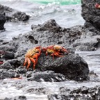 Galapagos 2007_2012146.jpg