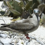 Galapagos 2007_2012149.jpg