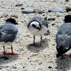 Galapagos 2007_2012151.jpg