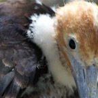 Galapagos 2007_2012152.jpg
