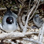 Galapagos 2007_2012153.jpg