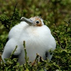 Galapagos 2007_2012154.jpg