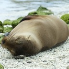 Galapagos 2007_2012155.jpg