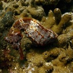 Galapagos 2007_2012158.jpg