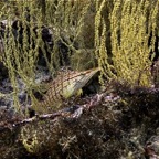 Galapagos 2007_2012159.jpg