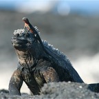Galapagos 2007_2012161.jpg
