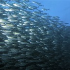 Galapagos 2007_2012172.jpg