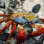 Galapagos 2007_2012175.jpg