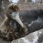 Galapagos 2007_2012185.jpg