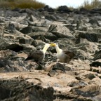 Galapagos 2007_2012186.jpg