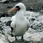 Galapagos 2007_2012189.jpg