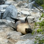 Galapagos 2007_2012194.jpg