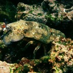 Galapagos 2007_2012199.jpg