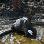 Galapagos 2007_2012213.jpg