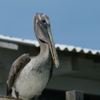 Galapagos 2007_2012215.jpg