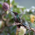 Quito 201237.jpg