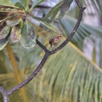 Gan_Fuvahmulah_ - 19.jpeg