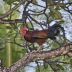 Gan_Fuvahmulah_ - 20.jpeg