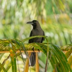 Gan_Fuvahmulah_ - 103.jpeg