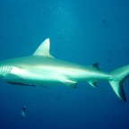 Hammerhead 02.jpg