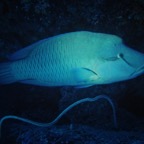 Hammerhead 04.jpg