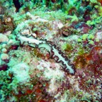 Hammerhead 06.jpg