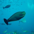 Hammerhead 24.jpg