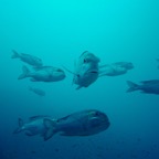 Hammerhead 25.jpg