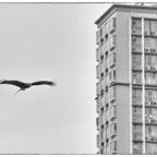HongKong - 27.jpg