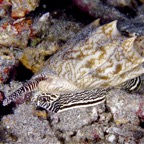 Komodo 2010_2012012.jpg