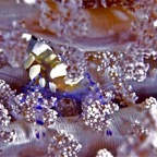 Komodo 2010_2012014.jpg