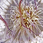 Komodo 2010_2012015.jpg