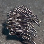 Komodo 2010_2012016.jpg